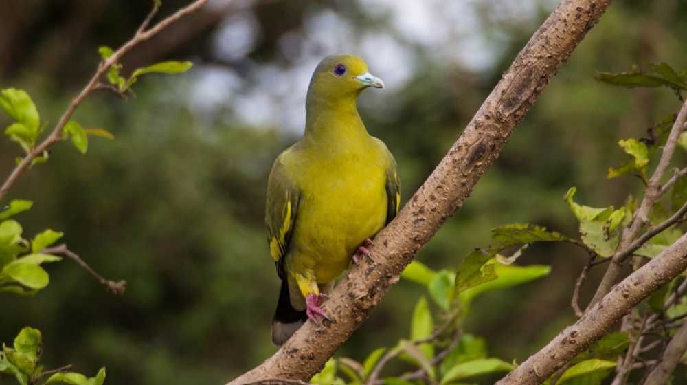 Horagolla National Park Image