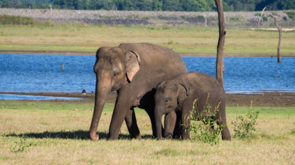 Yala National Park