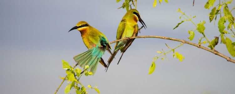 Yala National Park Image