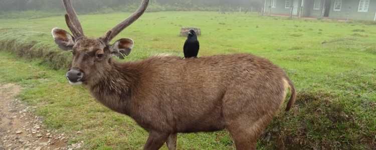 Horton Plains National Park Image