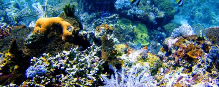 Hikkaduwa Marine National Park Image