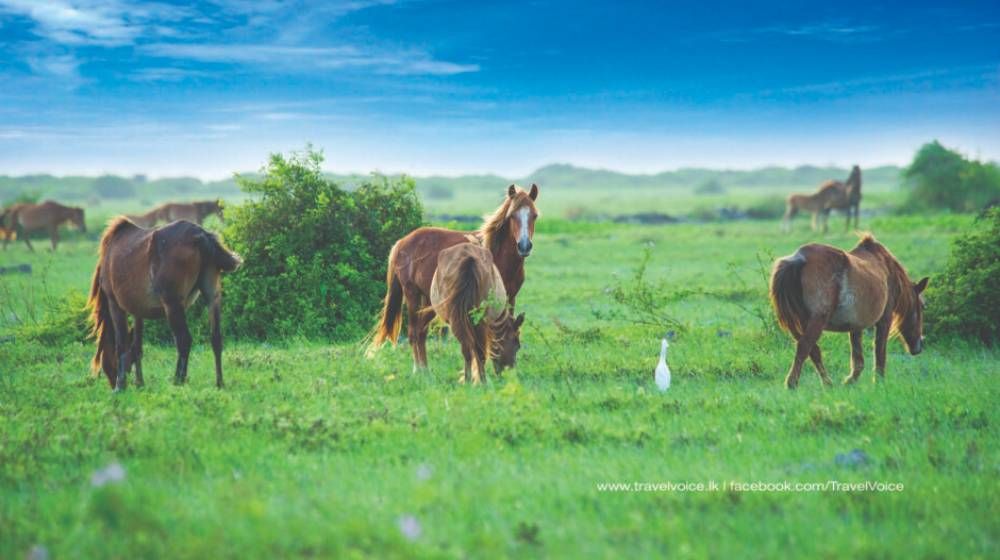 Delft National Park Sri Lanka