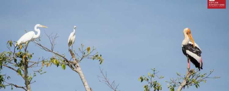 Delft National Park Sri Lanka Image