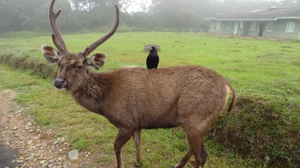 Galway and Land National Park Sri Lanka