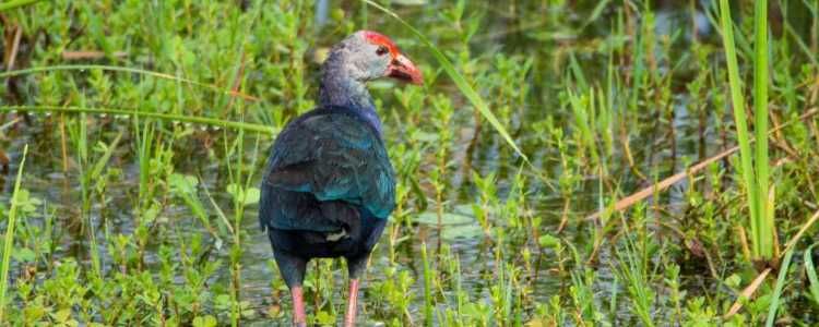 Galway and Land National Park Sri Lanka Image