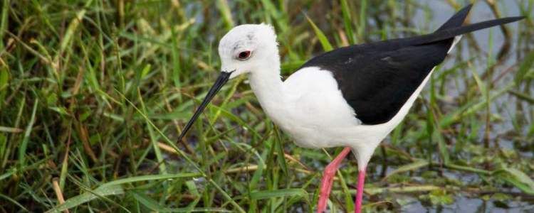 Galway and Land National Park Sri Lanka Image