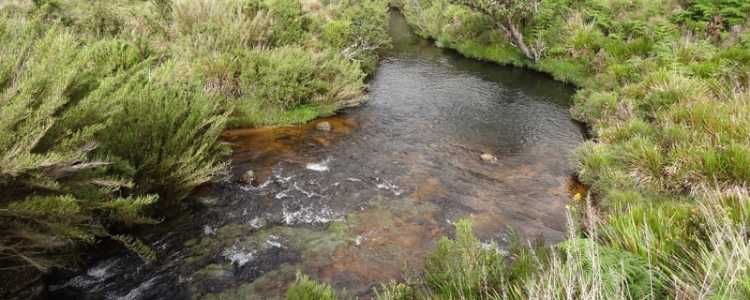 Hakgala Strict Nature Reserve Image