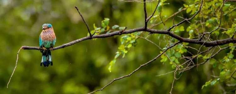 Hakgala Strict Nature Reserve Image