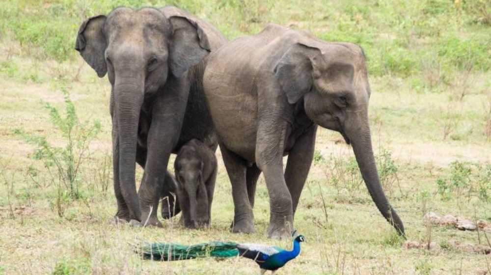 Angammedilla National Park Image