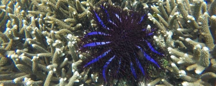 Pigeon Island National Park Image