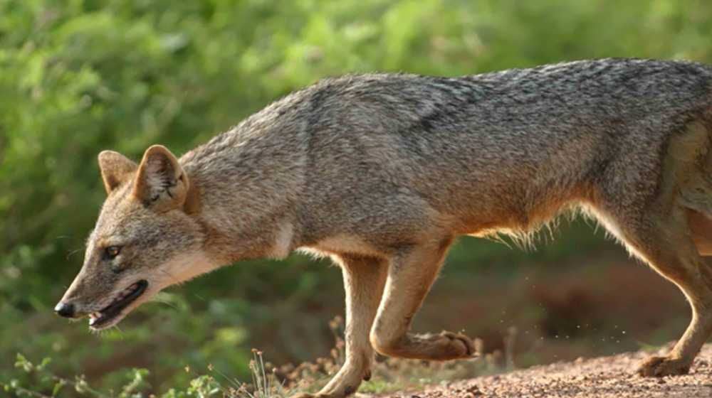 Flood plains National Park