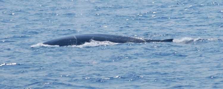 Wilpattu National Park Image