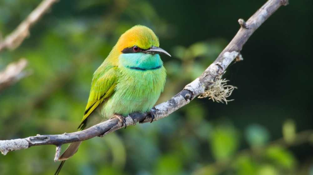 Lahugala National Park Sri Lanka Image