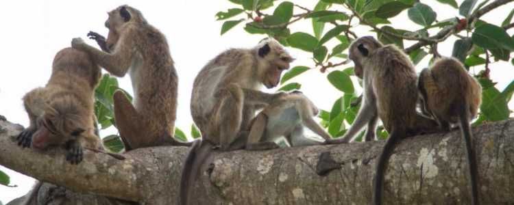 Lahugala National Park Sri Lanka Image