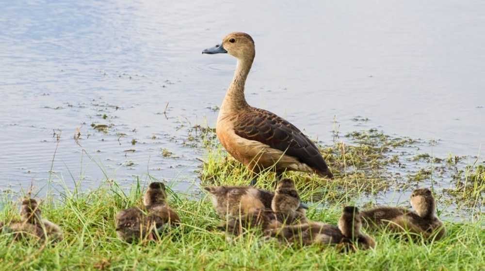 Wasgamuwa National Park