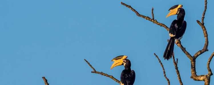 Wasgamuwa National Park Image