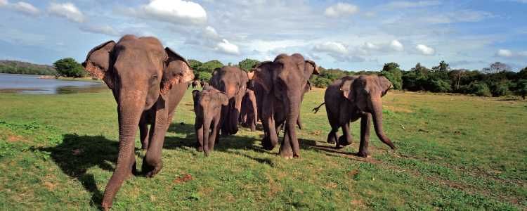 Minneriya National Park Image