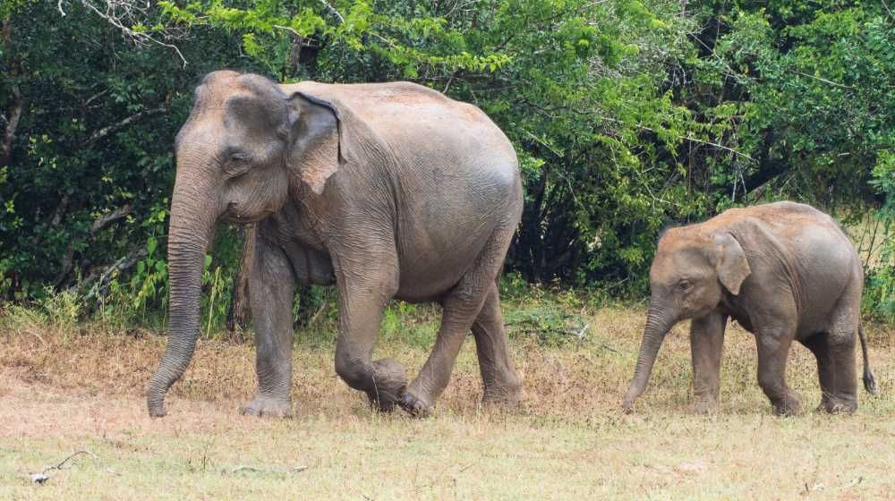 Lunugamvehera National Park Image
