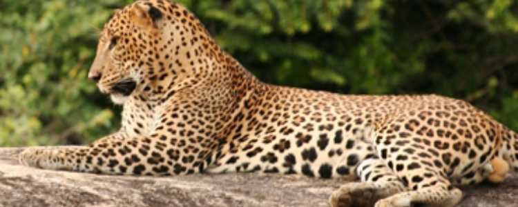 Kumana National Park Image