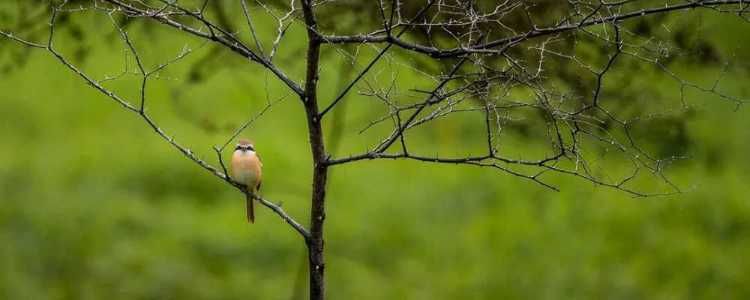 Gal Oya National Park