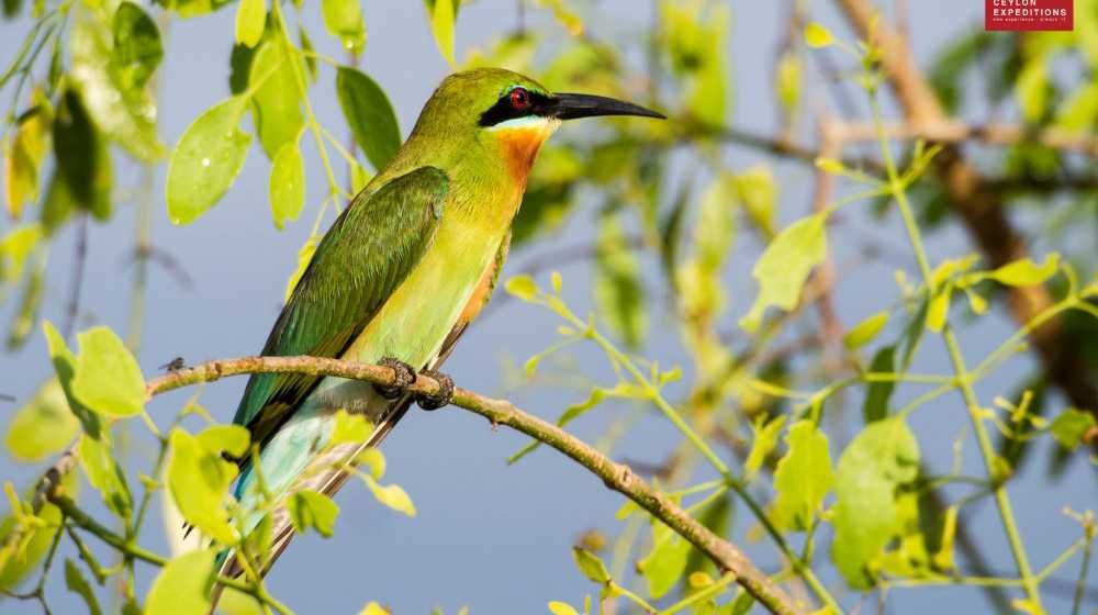 Gal Oya National Park Image