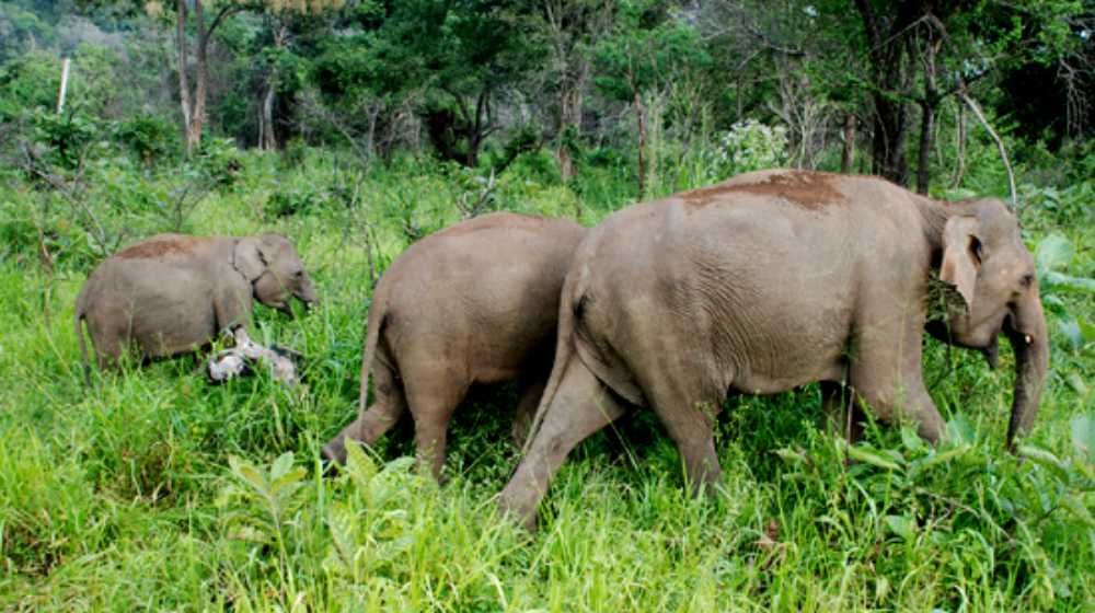 Udawalawe National Park