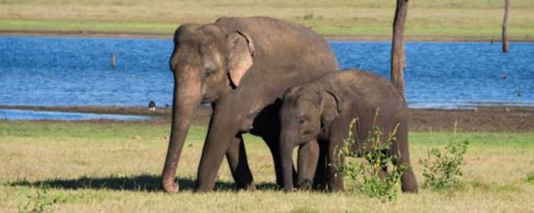 Udawalawe National Park Image