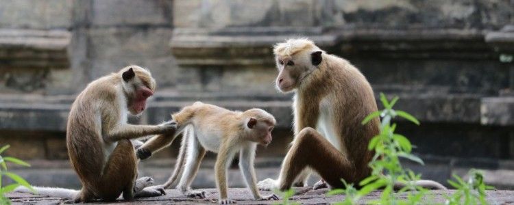 Hurulu Eco National Park Image