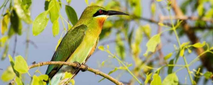 Hurulu Eco National Park Image