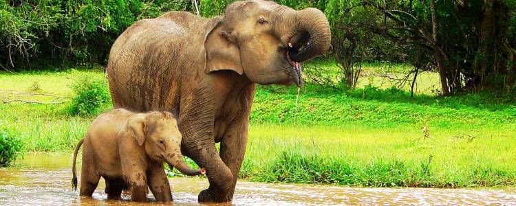 Bundala National Park Image