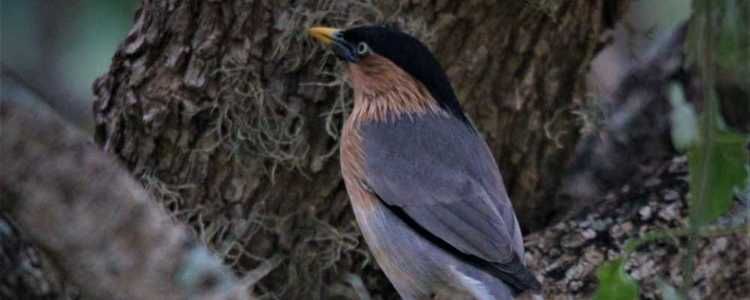 Bundala National Park Image