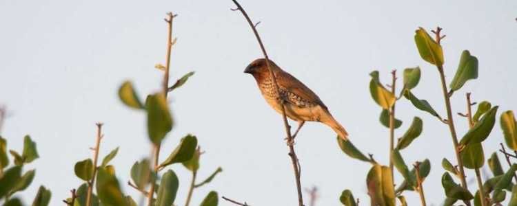 Bundala National Park Image
